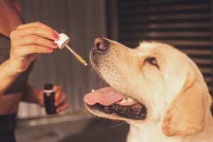 GRAMA CULTIVO - uso do CBD na veterinária