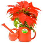 Regador Top Garden 1,5 Litros Vermelho (1)