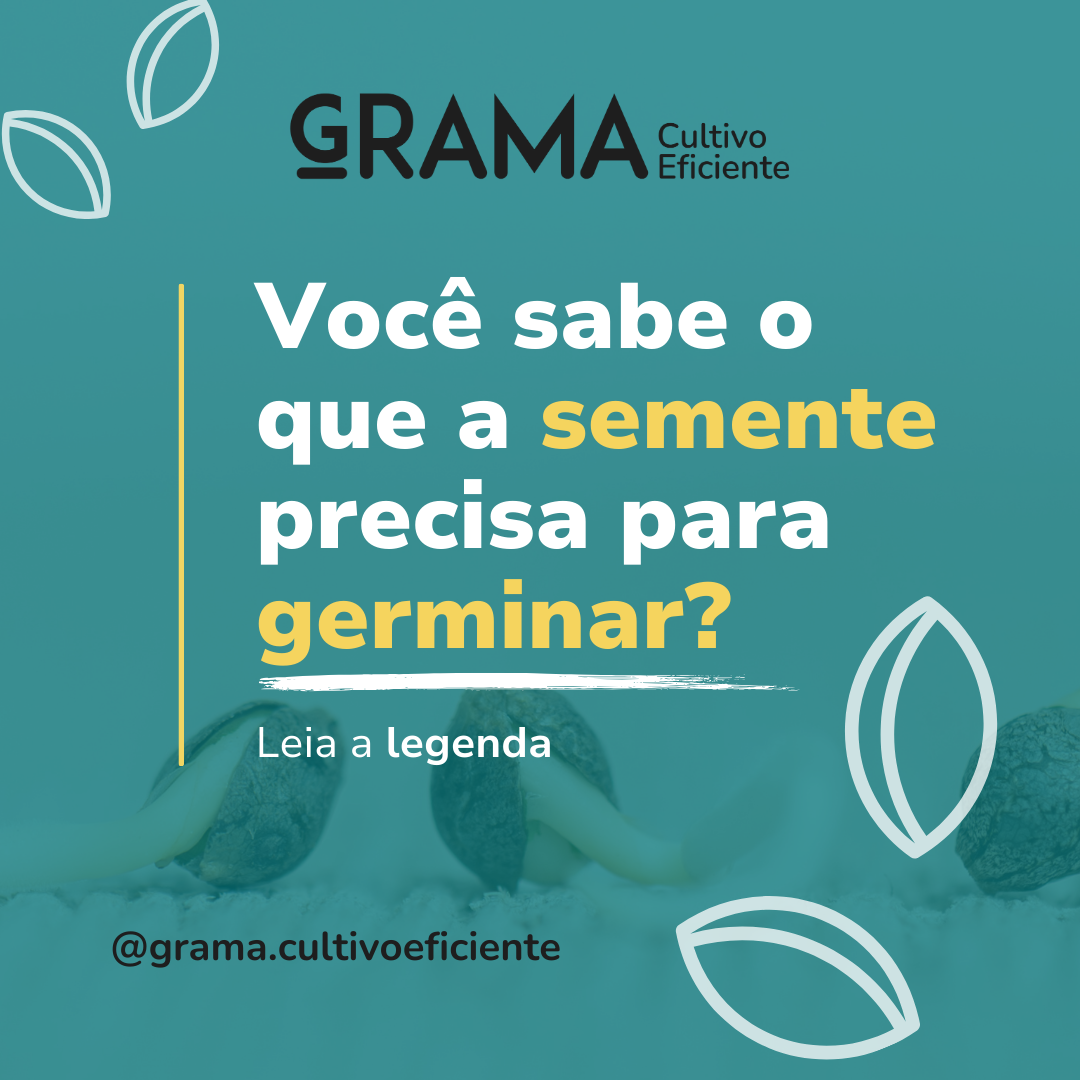 Semente de Cannabis - Você sabe o que uma semente precisa para germinar