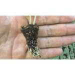 Substrato Favorita Fibra de Coco Kokostec 50L - Imagem 2