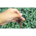 Substrato Favorita Fibra de Coco Kokostec 50L - Imagem 3