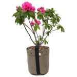 Vaso King Pot Tela 7L Bege com alças, drenagem eficiente e malha respirável para crescimento saudável das plantas