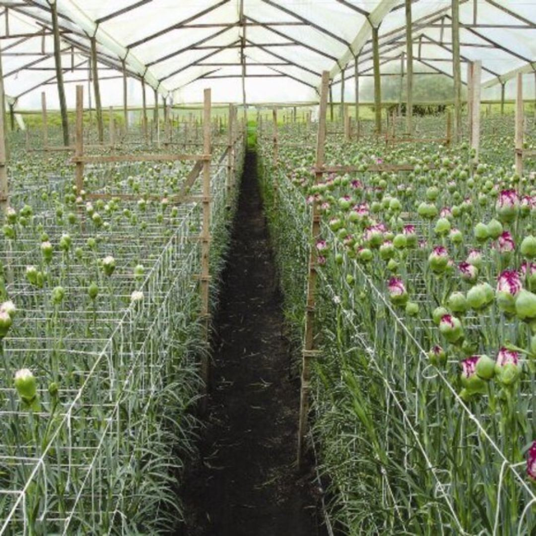 Tela Scrog Branca em Polipropileno – Cultivo eficiente e produtivo. Tela Scrog Branca em Polipropileno 1,2 x 1m para suporte e tutoramento de plantas.