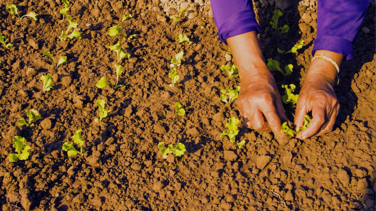 7 passos essenciais para obter seu habeas corpus antes de cultivar seu remédio
