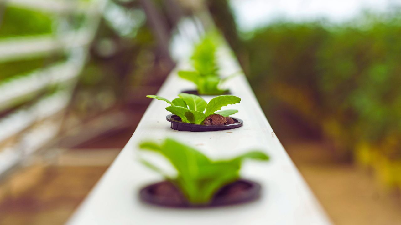 Diferentes espécies para o cultivo