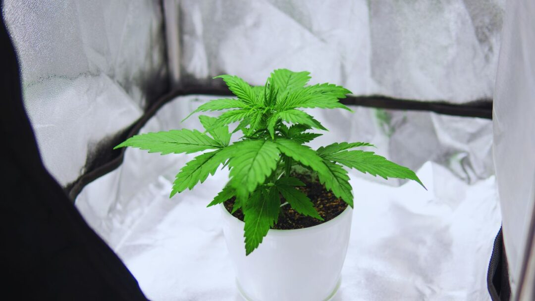 7 Dicas para cultivar cannabis em espaços pequenos e obter uma colheita de qualidade