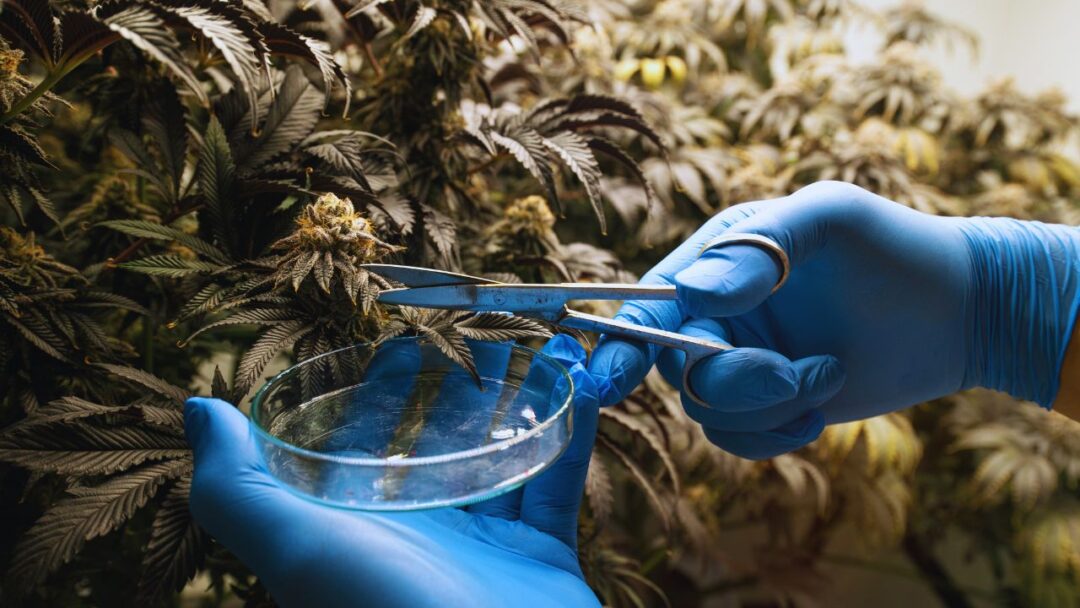 8 Dicas Para Cultivar cannabis e Ter Sucesso!
