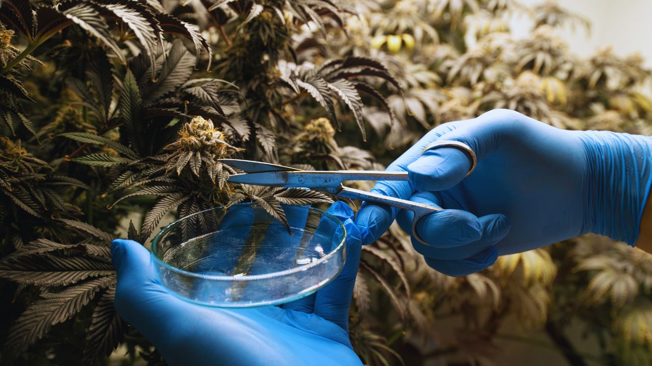 8 Dicas Para Cultivar cannabis e Ter Sucesso!