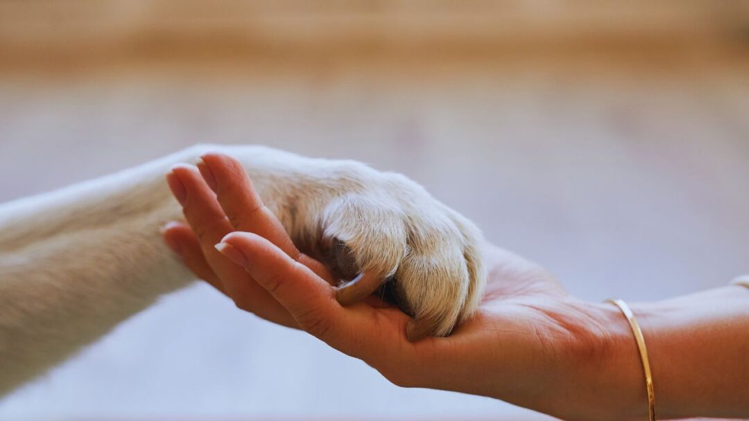 Os benefícios do uso do CBD na veterinária