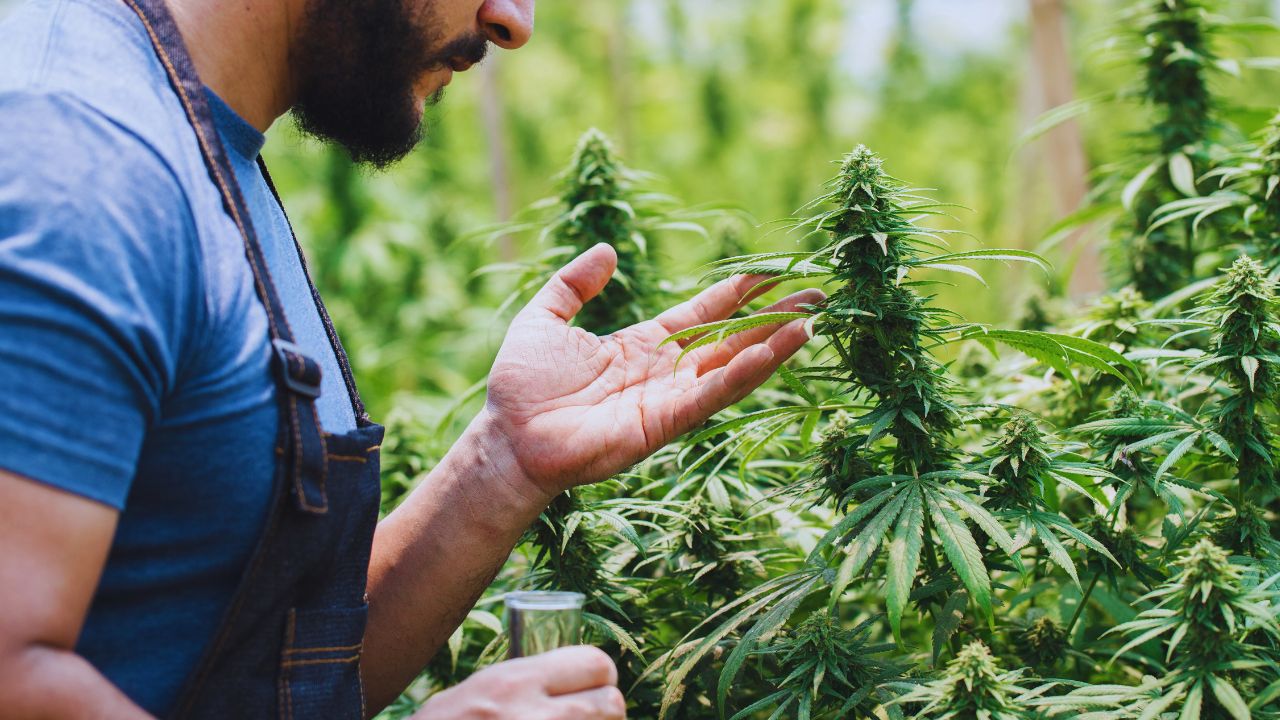 Como cultivar a cannabis gastando pouco