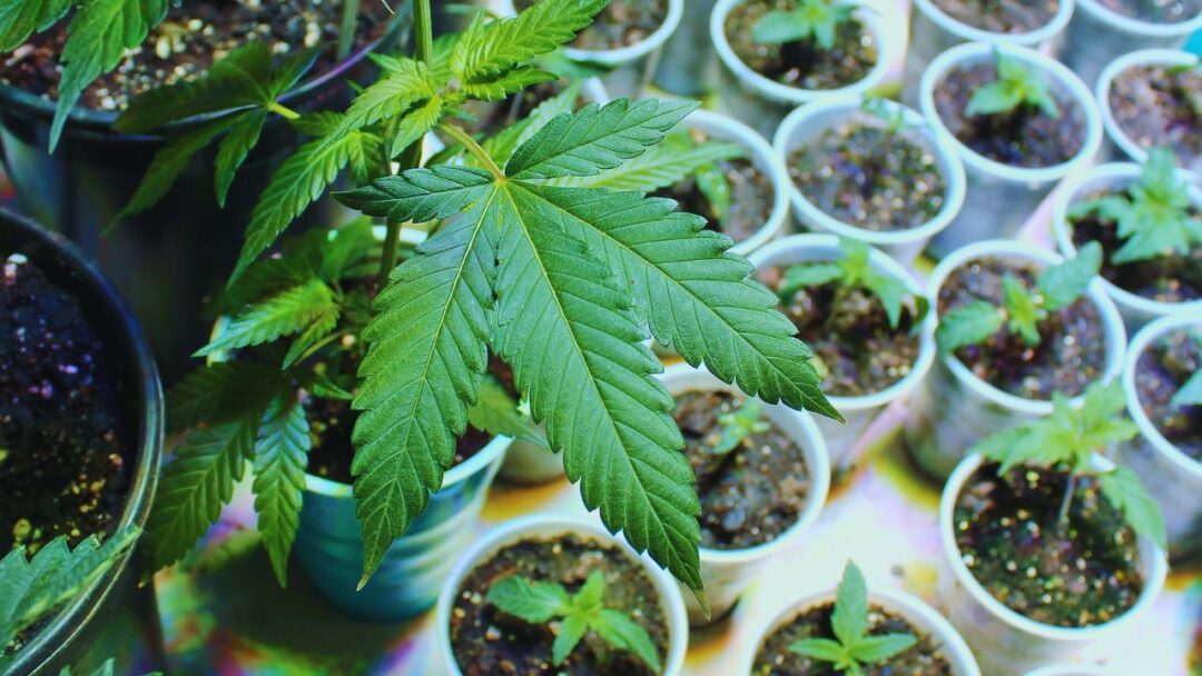Cultivo de cannabis: tudo o que você precisa saber para começar! - Parte 1
