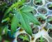 Cultivo de cannabis: tudo o que você precisa saber para começar! - Parte 1