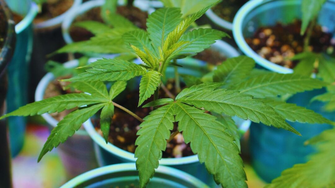 Cultivo de cannabis: tudo o que você precisa saber para começar! - Parte 2