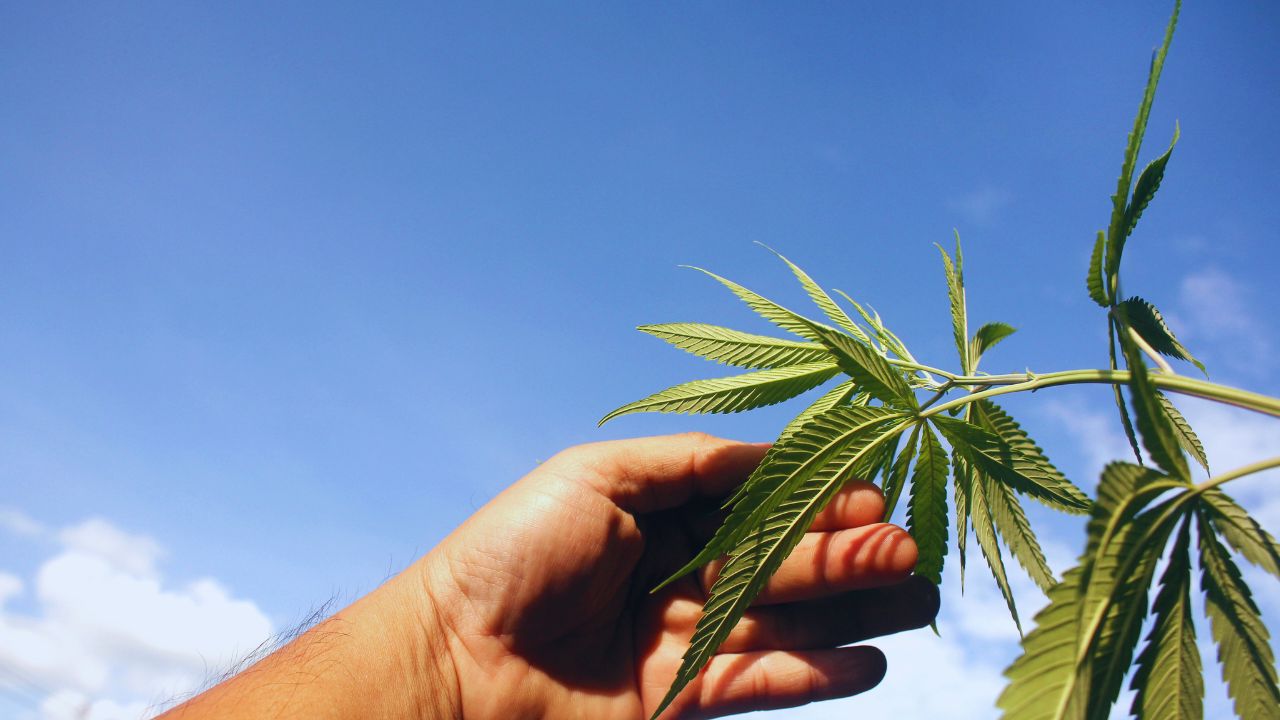 Cultivo orgânico da cannabis: você sabe como fazer?