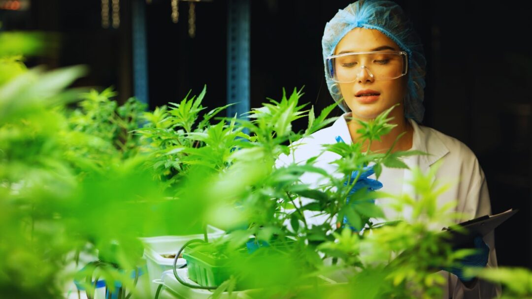 Fertirrigação para cannabis: guia completo para um cultivo de qualidade