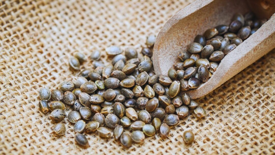Semente de cannabis: O que ela precisa para germinar?