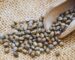 Semente de cannabis: O que ela precisa para germinar?