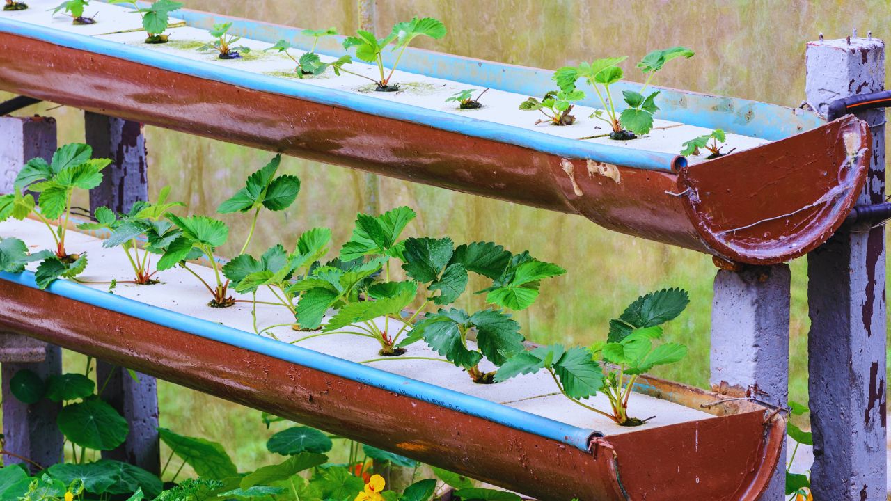 Sistemas de cultivo indoor: conheça os benefícios da hidroponia