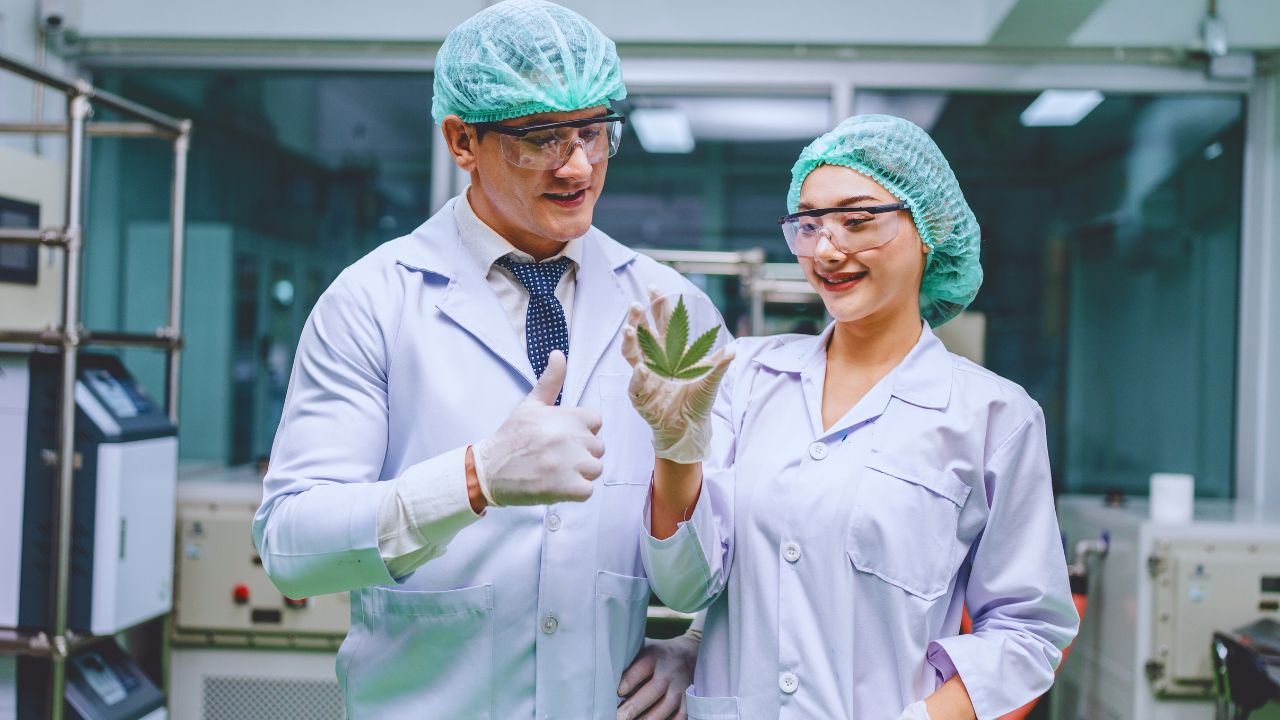 Uso medicinal da cannabis: o que você precisa saber?