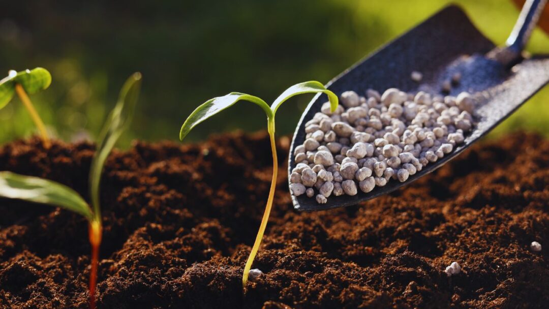 Cultivo perfeito: desvende o mundo dos fertilizantes, adubos e substratos!