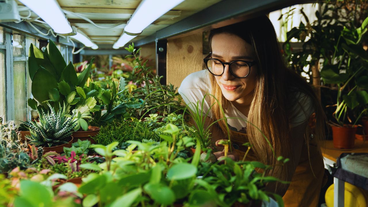 Estufas para cultivo indoor: seu espaço, sua eficiência verde