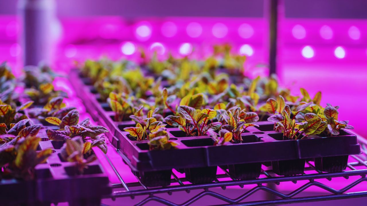 Iluminação para cultivo indoor: o seu sol dentro de casa