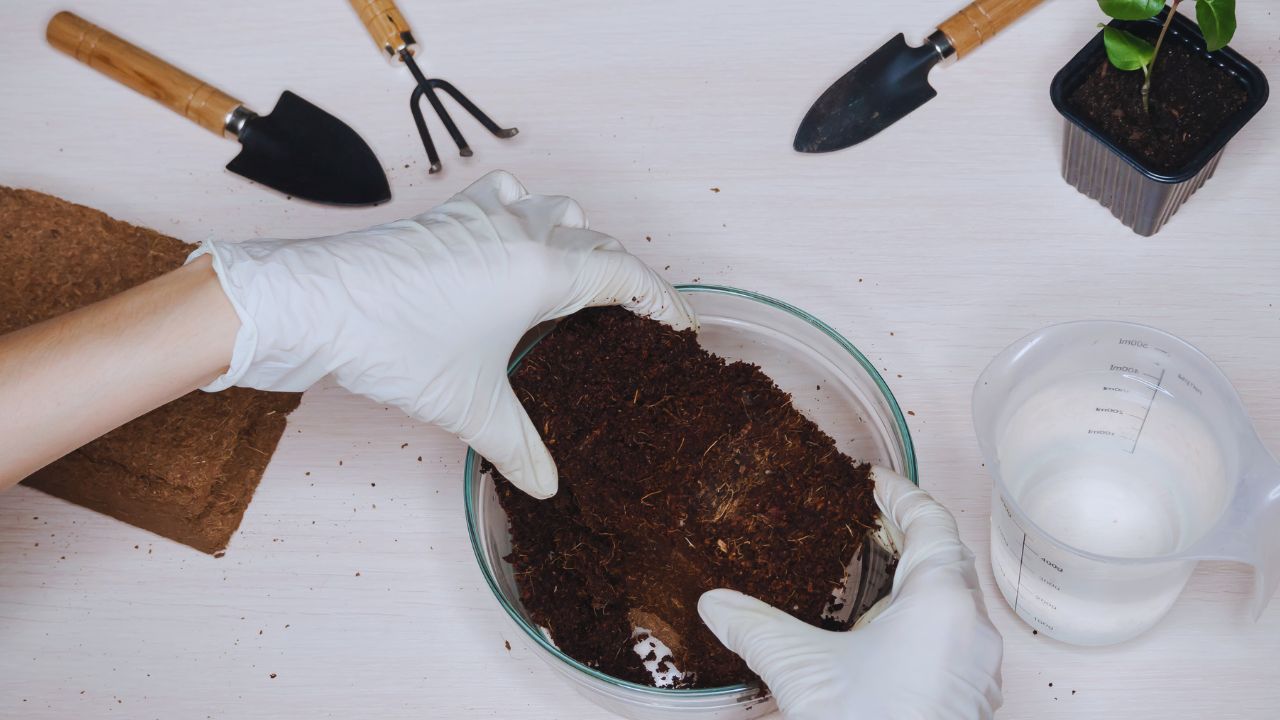 Substratos para plantas: escolha a base certa e veja suas verdinhas prosperarem