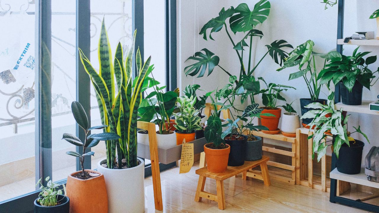 Vasos, pratos e suportes: o essencial para o crescimento do seu cultivo indoor
