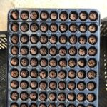 Bandeja Go Plug com 128 células pré-preenchidas com substrato estabilizado, prontas para o plantio de mudas.