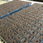 Bandeja Go Plug com 128 células pré-preenchidas com substrato estabilizado, prontas para o plantio de mudas.