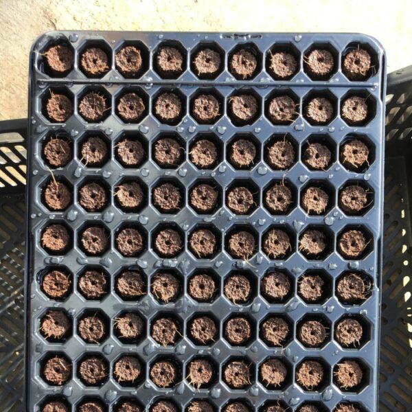 Bandeja Go Plug com 128 células pré-preenchidas com substrato estabilizado, prontas para o plantio de mudas.