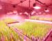 PPFD e eficiência fotossintética: domine a ciência da luz técnica para garantir a máxima performance e expressão genética em seu cultivo indoor.