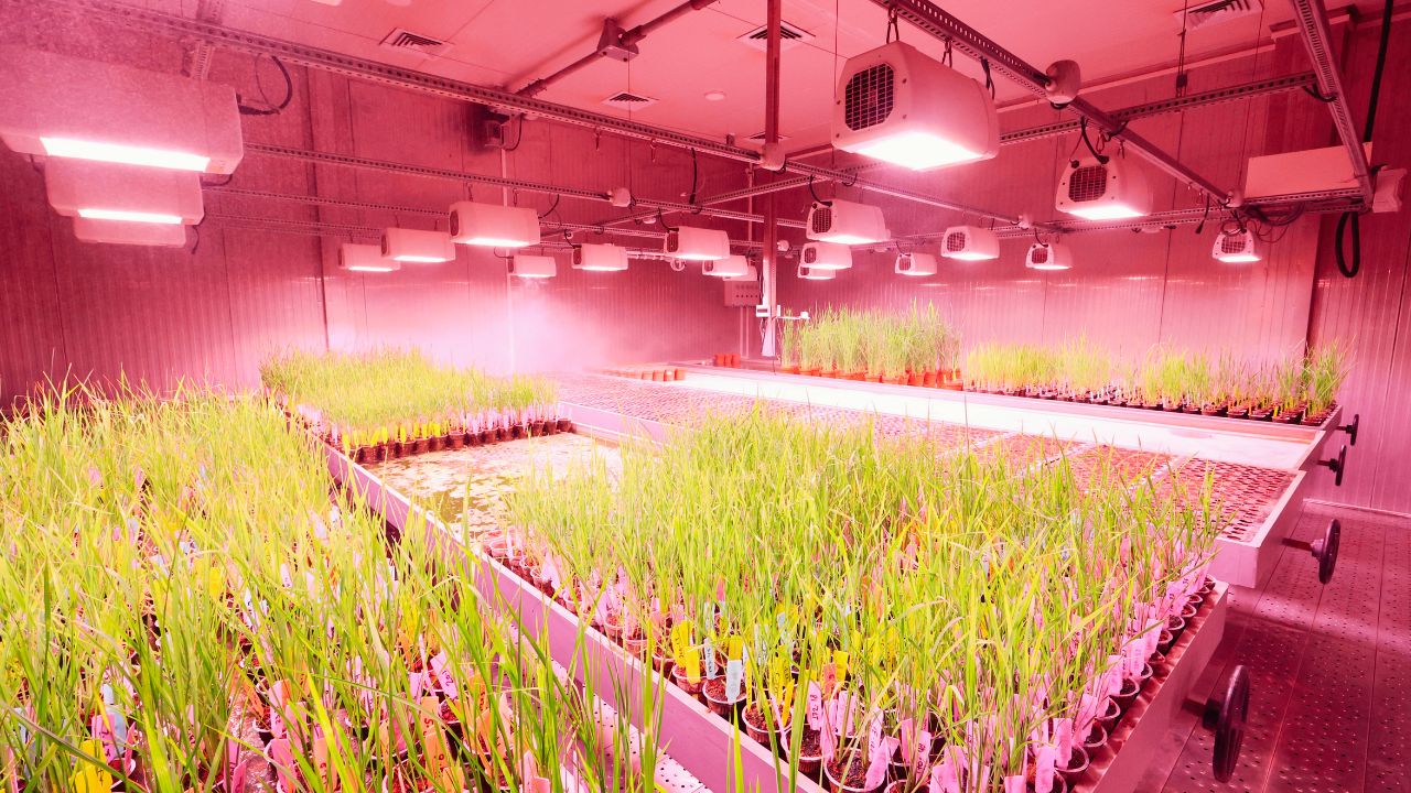 PPFD e eficiência fotossintética: domine a ciência da luz técnica para garantir a máxima performance e expressão genética em seu cultivo indoor.